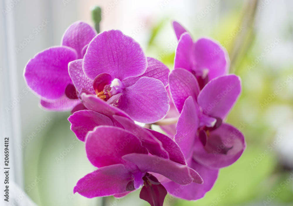 Fototapeta premium purple orchid flower