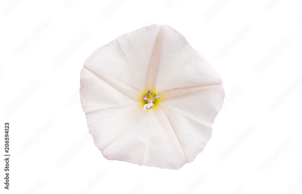 bindweed meadow isolated bindweed meadow isolated