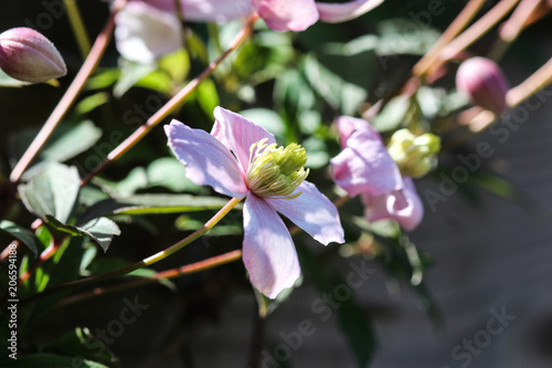 Close up macro of Himalayan Clematis flower (Clematis montana) photo