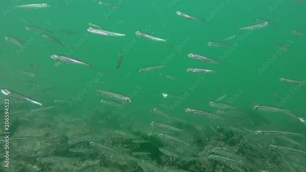 A flock of sea fish Big-scale sand smelt (Atherina boyeri) over the seabed. A flock of sea fish Big-scale sand smelt (Atherina boyeri) over the seabed.