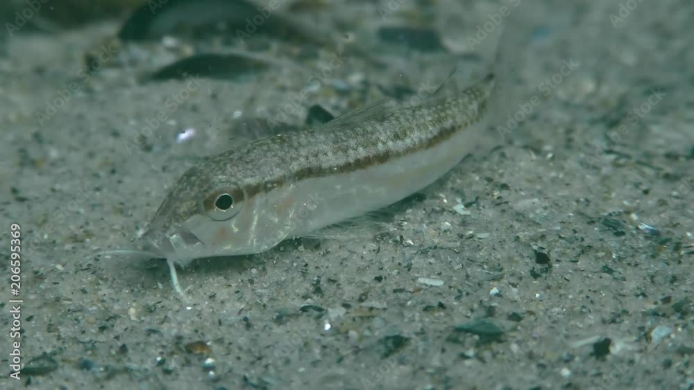 Sea fish Red mullet (Mullus barbatus) digs sand in search of food, close-up. Sea fish Red mullet (Mullus barbatus) digs sand in search of food, close-up.