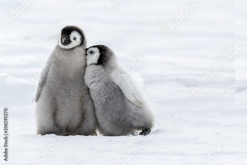 Two Emperor Penguins  Chicks in close contact photo