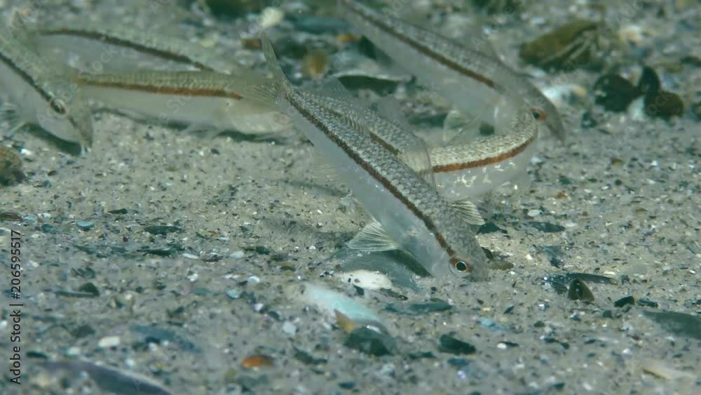 A flock of Red mullet (Mullus barbatus) digs sand in search of food, medium shot. A flock of Red mullet (Mullus barbatus) digs sand in search of food, medium shot.