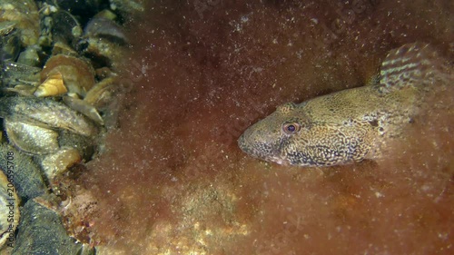 Knout goby (Mesogobius batrachocephalus) among brown algae. photo