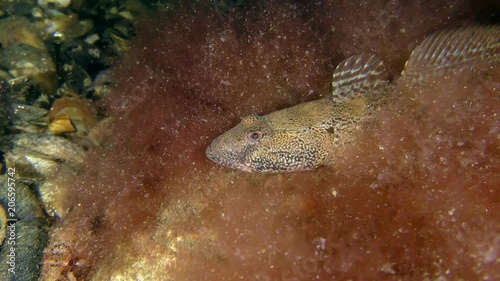 Sea fish Knout goby (Mesogobius batrachocephalus) in thickets of brown algae. photo