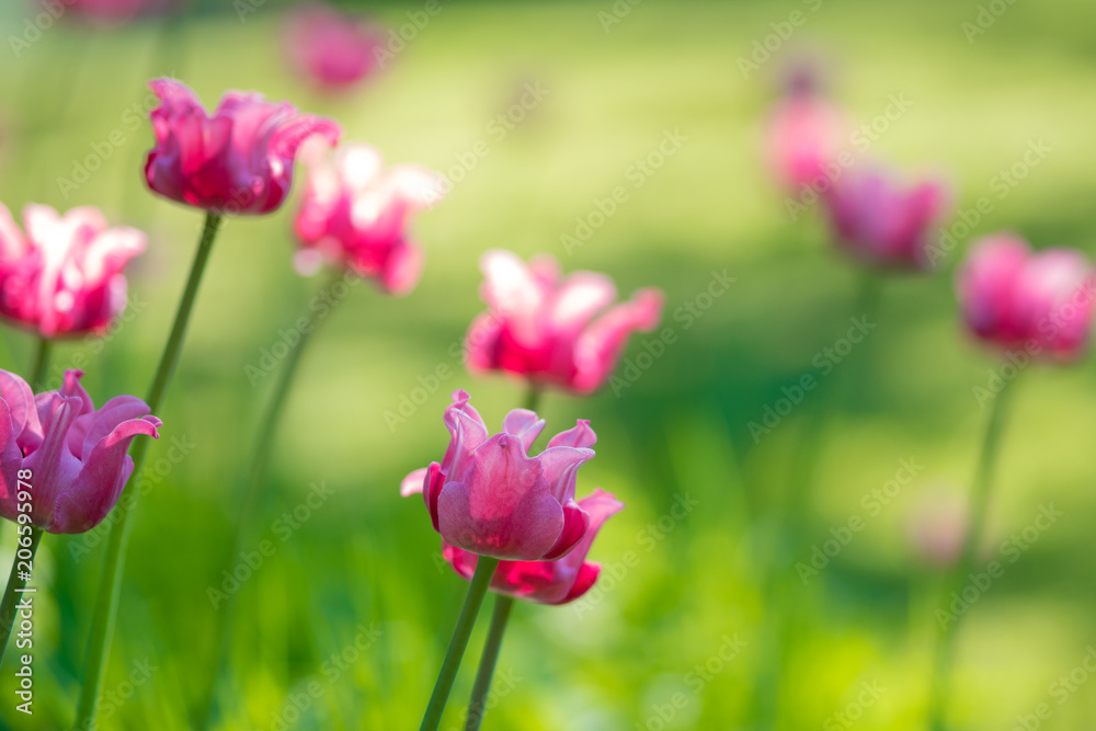 Pink Tulips. Flower bed or garden with different varieties of tulips. Pink Tulips. Flower bed or garden with different varieties of tulips.