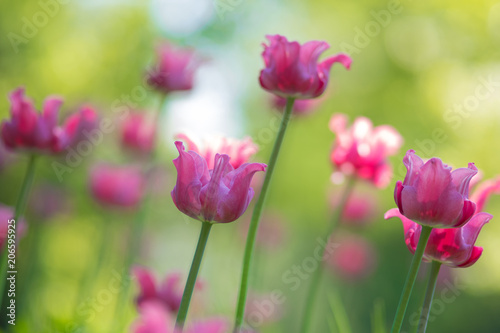 Pink Tulips. Flower bed or garden with different varieties of tulips. 