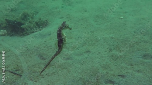 Short snouted seahorse (Hippocampus hippocampus) swims over the sandy bottom, then rises into the water column and swims out into the distance. photo