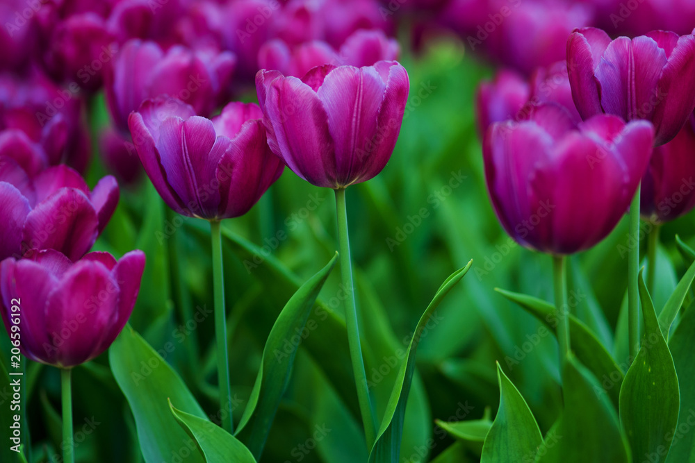 Purple Tulips. Flower bed or garden with different varieties of tulips. 