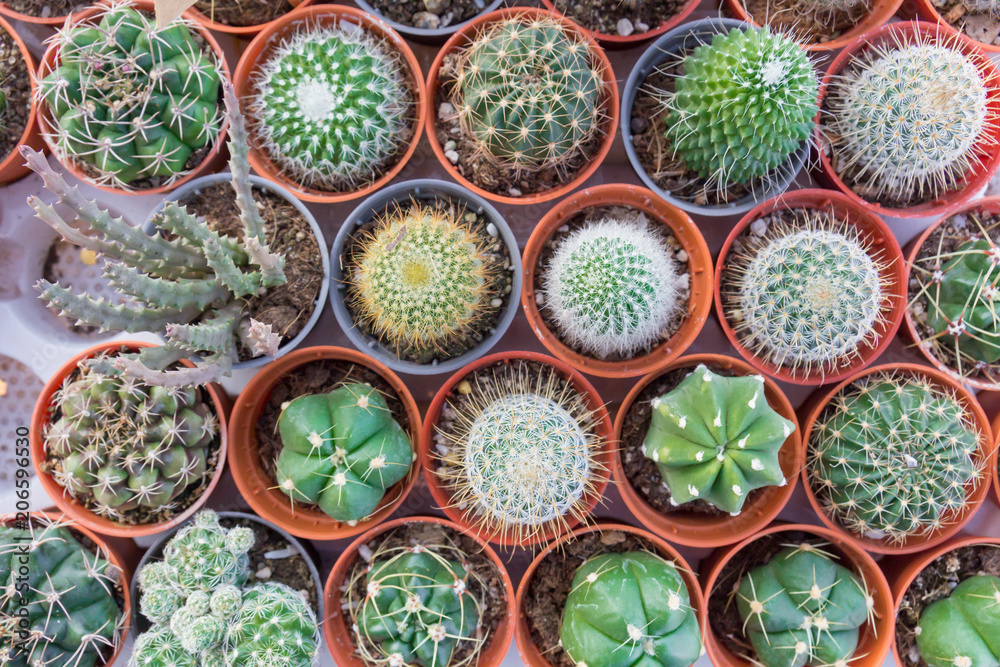 closeup small cactus plant in flower pots.plant nursery closeup small cactus plant in flower pots.plant nursery