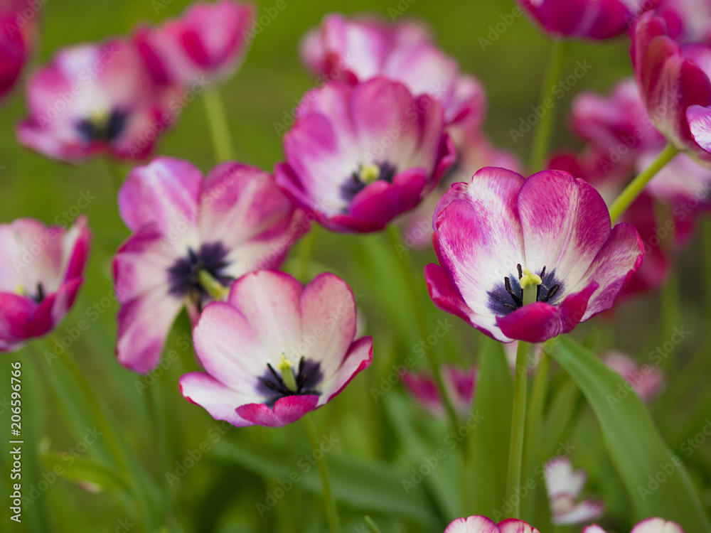 Tulips. Flower bed or garden with different varieties of tulips. Tulips. Flower bed or garden with different varieties of tulips.