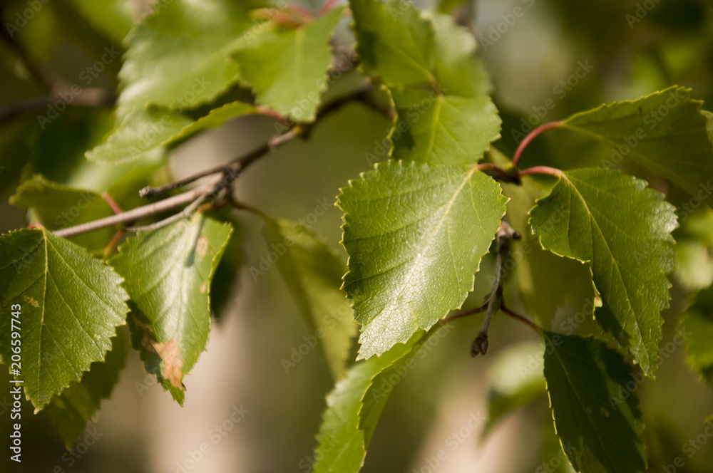 Branch of birch tree. Green leaves. Summer forest Branch of birch tree. Green leaves. Summer forest