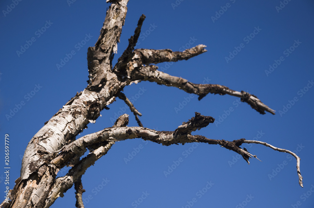 Naked dry branch of tree in summer forest. Wild plants Naked dry branch of tree in summer forest. Wild plants