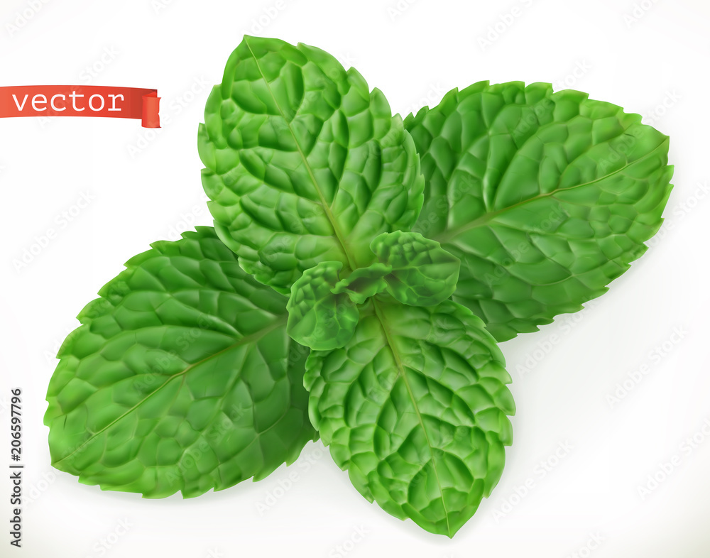 Mint leaves 3d realistic vector icon Mint leaves 3d realistic vector icon