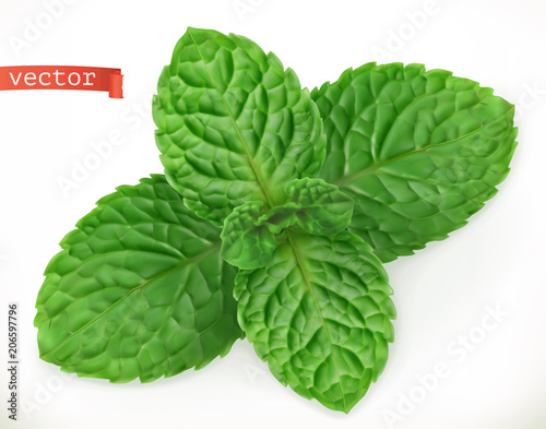 Mint leaves 3d realistic vector icon