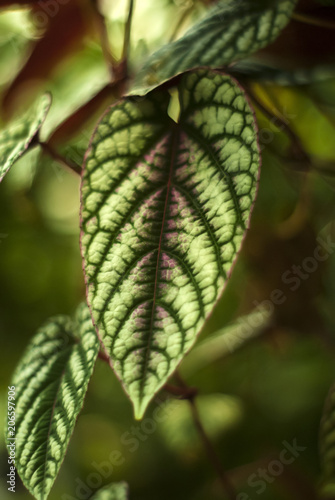 floral tropical background with patterned colorful leaves of cissus © Evgeny