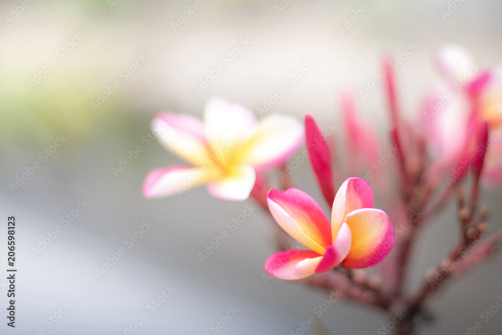 Plumeria flowers on blur background