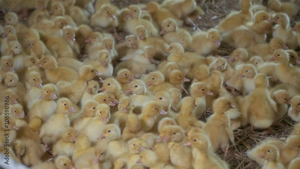 Little ducklings in slow motion Little ducklings in slow motion