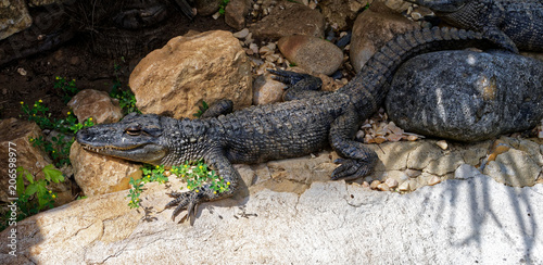 Crocodile  © Pictures news
