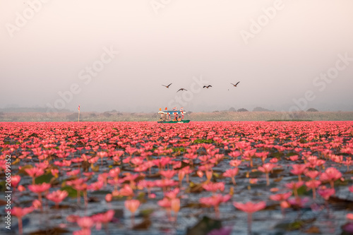 Landscape of famous red lotus sea in Thailand