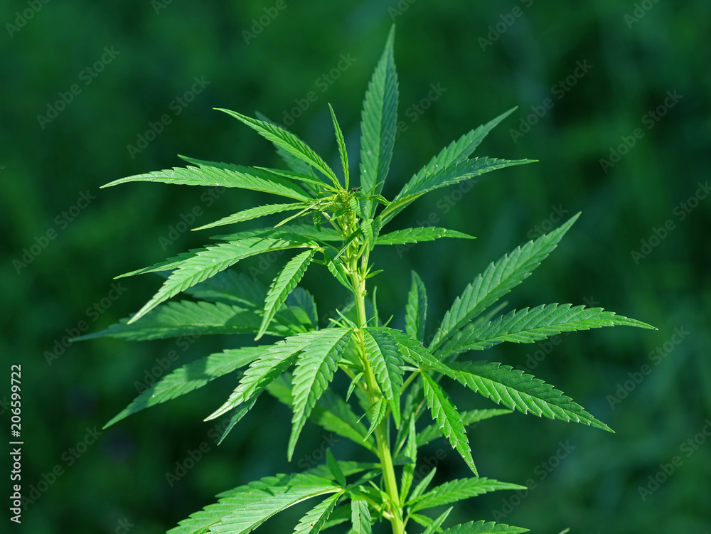 cannabis plant in the wild with natural green background cannabis plant in the wild with natural green background