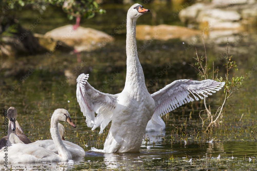 Obraz premium Höckerschwan (Cygnus olor)