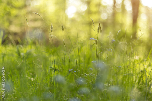 Blur green grass background. Natural  sunlight with bokeh