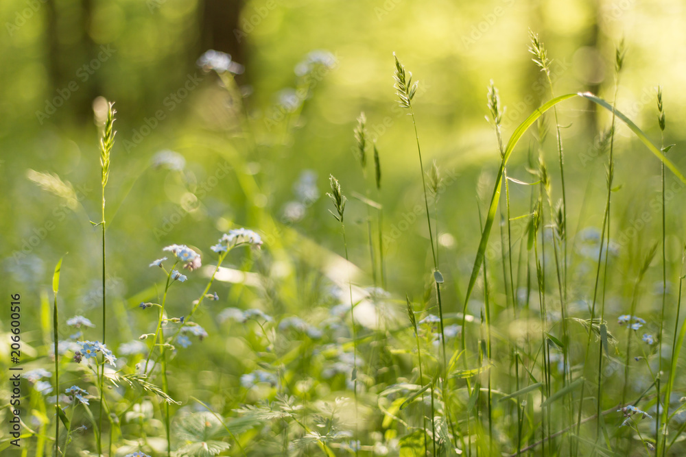 Abstract bright blurred background with spring and summer grass, flowers and plants. With bokeh in sunlight Abstract bright blurred background with spring and summer grass, flowers and plants. With bokeh in sunlight