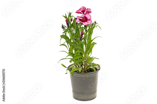 flower with sharp petals in a plastic flower pot on a white background