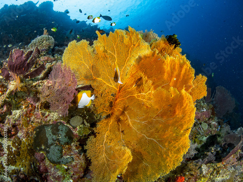 Fototapeta Naklejka Na Ścianę i Meble -  The World Underwater
