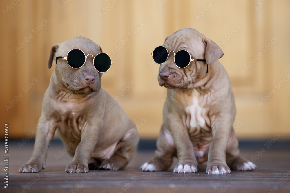 two funny puppies in sunglasses two funny puppies in sunglasses