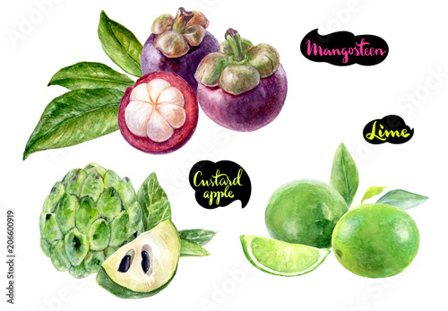 mangosteen lime sugar custard apple watercolor photo