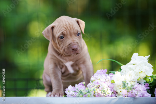 beautiful pit bull terrier puppy posing outdoors