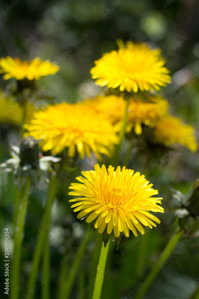 Beautiful dandelions blooming in the garden, close up shot Beautiful dandelions blooming in the garden, close up shot