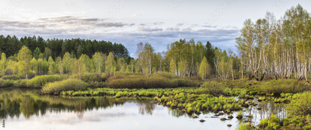 the swamp, the bushes and birch trees at sunset