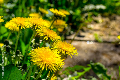 Fototapeta Naklejka Na Ścianę i Meble -  Beautiful dandelions blooming in the garden, close up shot