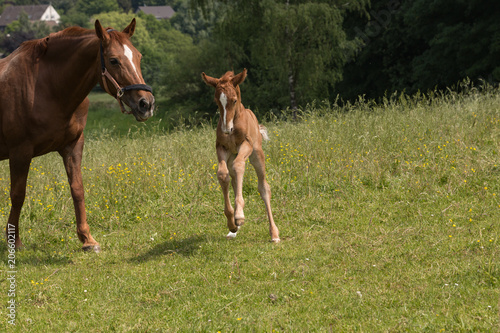 2 Tage junges Fohlen übt Galopp auf der Wiese