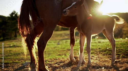 Lovely picture in slow motion of sunlit brown foal sucking milk from mother horse at ranch while grazing on pasture photo