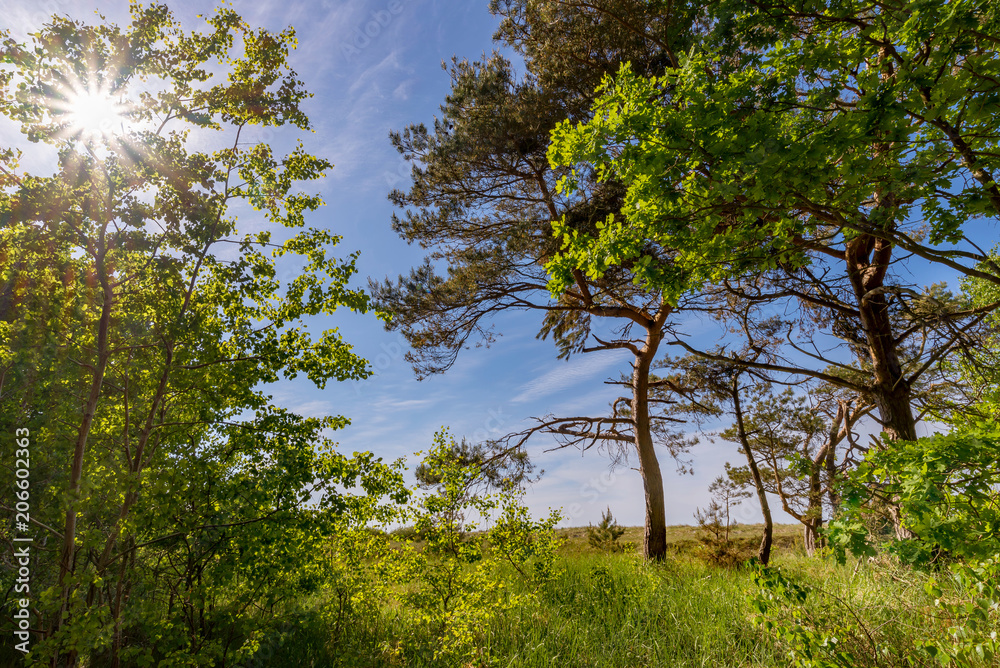 Fototapeta premium Kiefernwald an der Ostsee