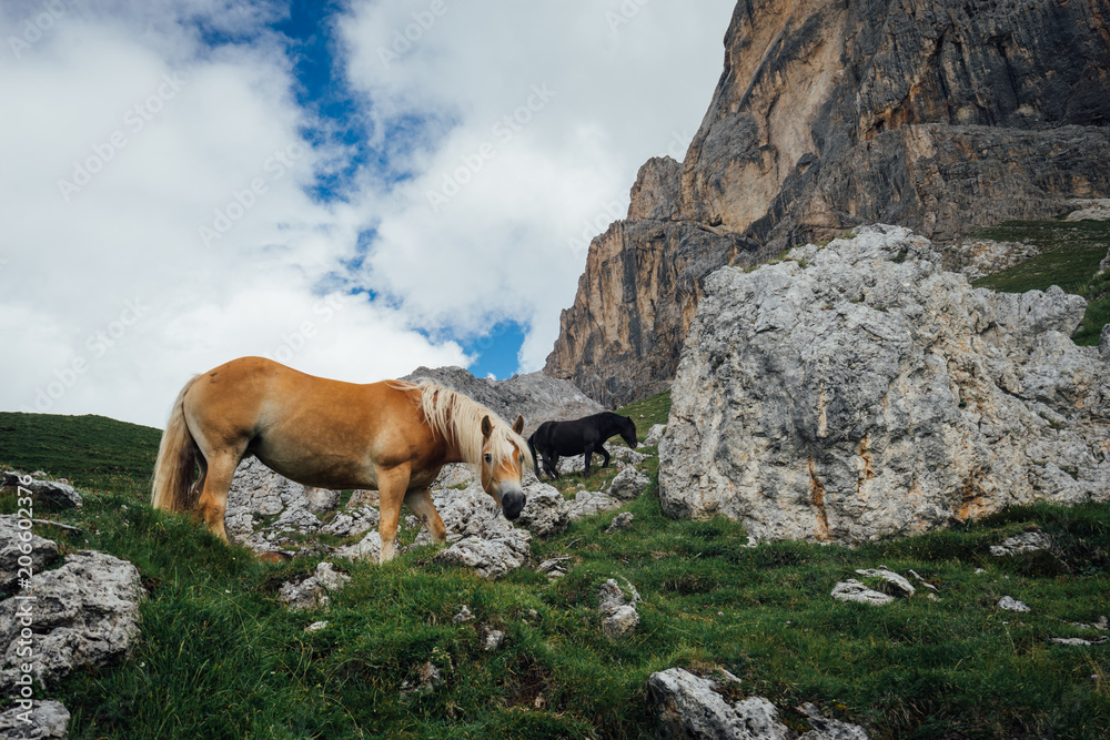 Naklejka premium cavallo allo stato brado