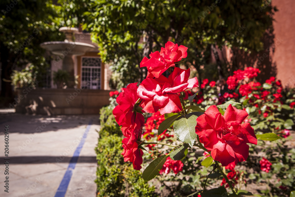 Fototapeta premium flores y fuente