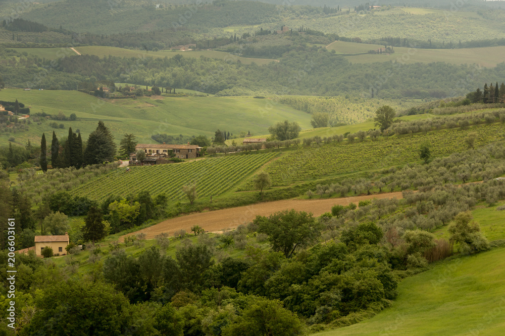 Vineyards and olive groves on the hillsides surrounding Barberino Val d'Elsa in Tuscany Italy.