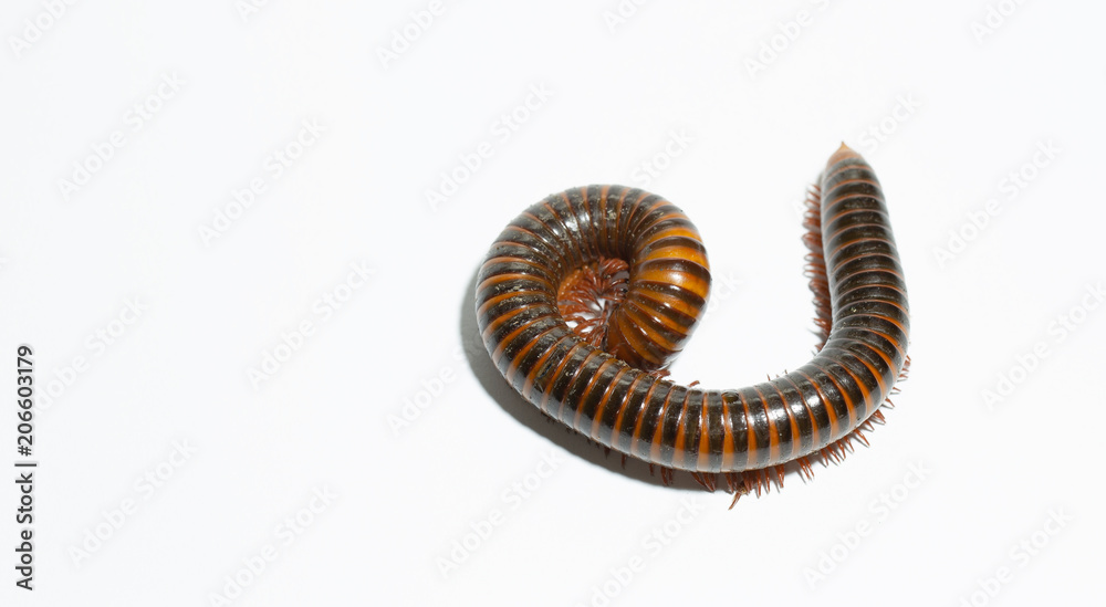 Millipede reptile benefits with ground and trees on white background