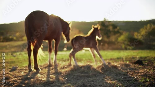 Nature rural footage of mare horses grazing on pasture in reserve or countryside, sunlit brown foal rising from grass, in slow motion photo
