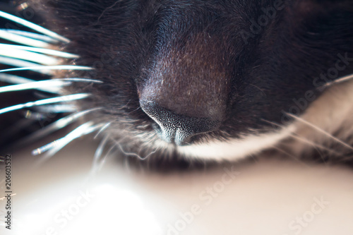 black cat's nose, close up