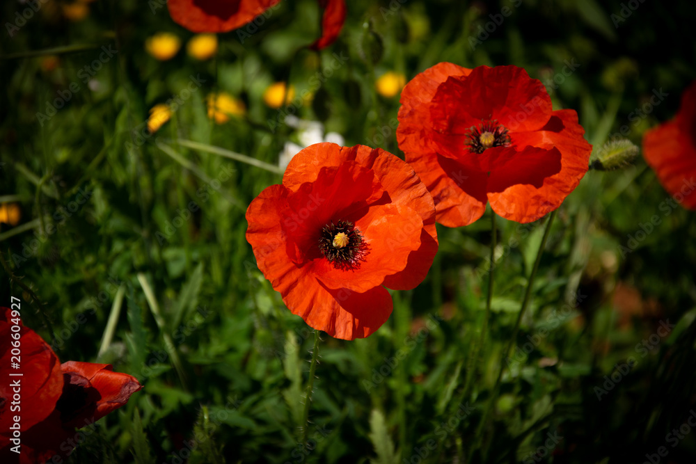 fiori fiori