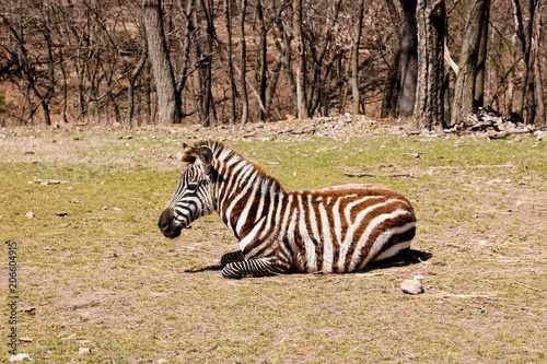 Sitting Zebra