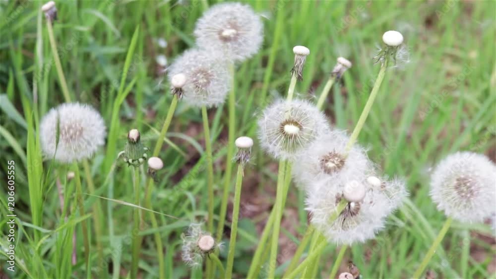 Taraxacum dandelion moved from the wind Taraxacum dandelion moved from the wind