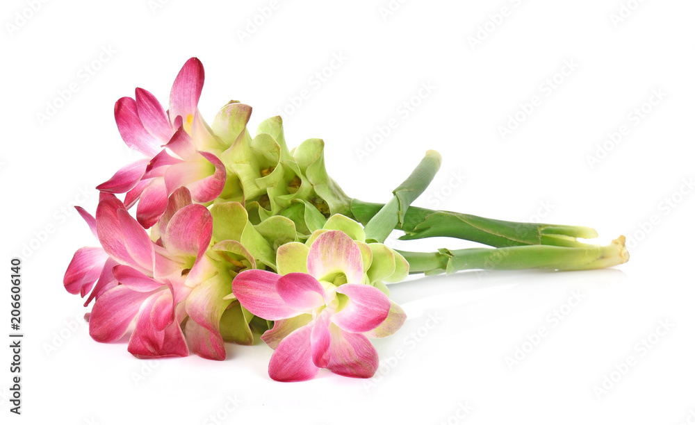 Siam tulip or Curcuma flower in Thailand on white background Siam tulip or Curcuma flower in Thailand on white background