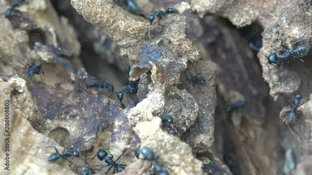 Insects Ants running around their holes in the old tree, mакро, close-up view anthill. Meadow in forest Insects Ants running around their holes in the old tree, mакро, close-up view anthill. Meadow in forest